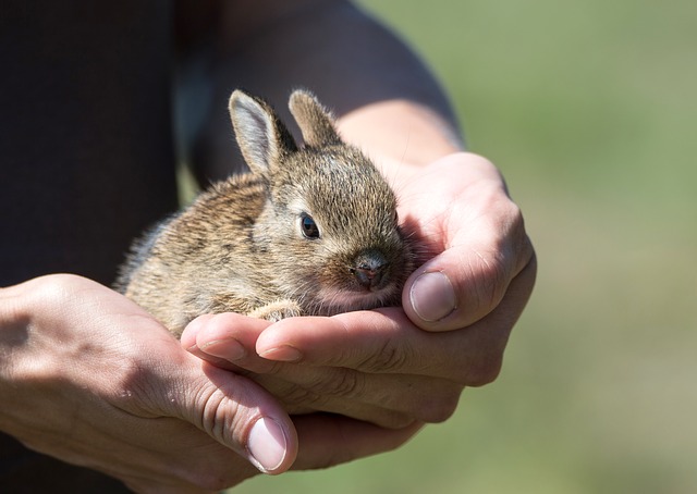 Malý zajac v rukách.jpg